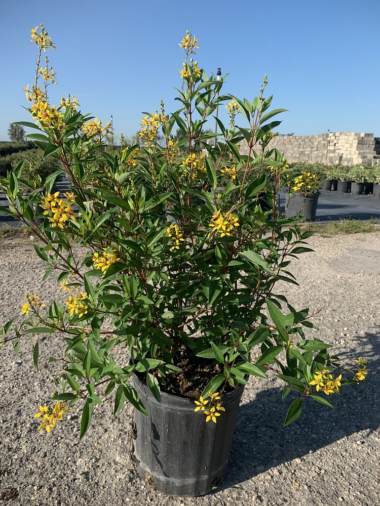 galphimia-glauca-gold-shower-galphimia-gracilis-shower-of-gold-golden-thryallis-thryallis-glauca