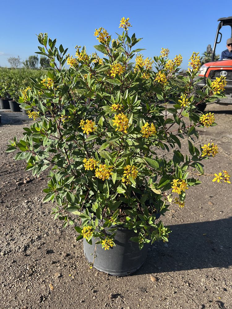 galphimia-glauca-gold-shower-galphimia-gracilis-shower-of-gold-golden-thryallis-thryallis-glauca