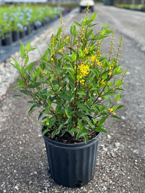 galphimia-glauca-gold-shower-galphimia-gracilis-shower-of-gold-golden-thryallis-thryallis-glauca