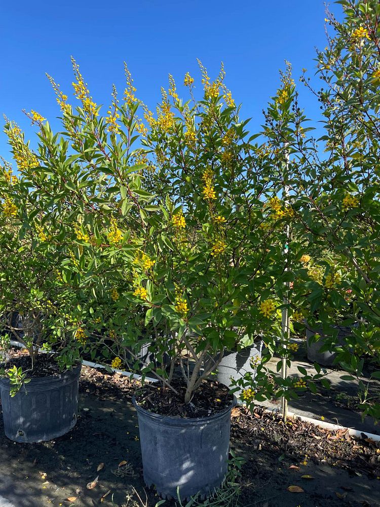 galphimia-glauca-gold-shower-galphimia-gracilis-shower-of-gold-golden-thryallis-thryallis-glauca