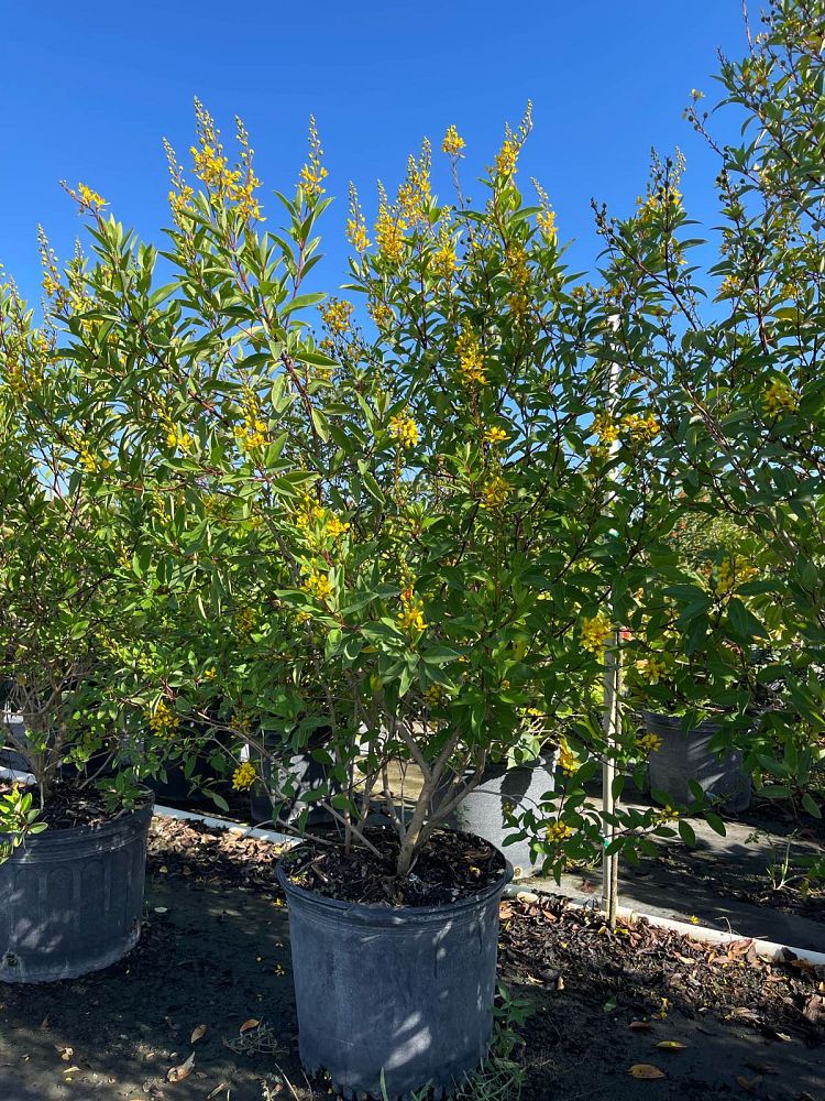 galphimia-glauca-gold-shower-galphimia-gracilis-shower-of-gold-golden-thryallis-thryallis-glauca