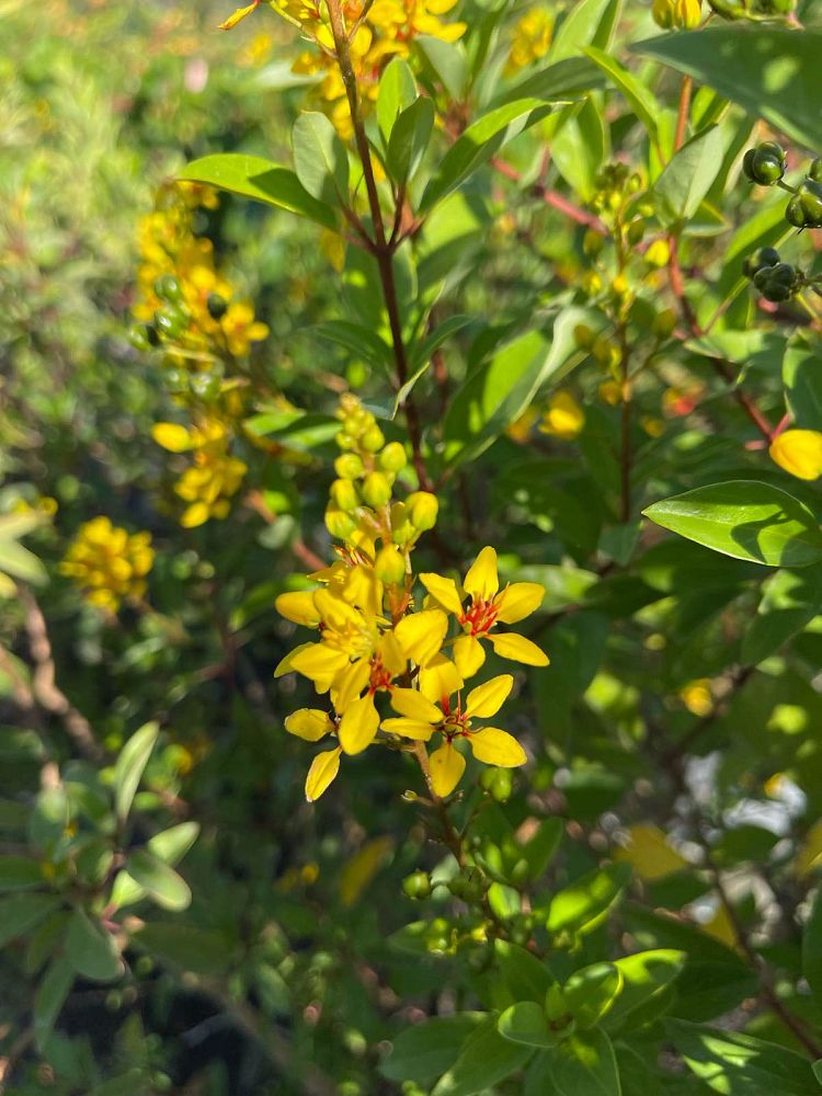 galphimia-glauca-gold-shower-galphimia-gracilis-shower-of-gold-golden-thryallis-thryallis-glauca