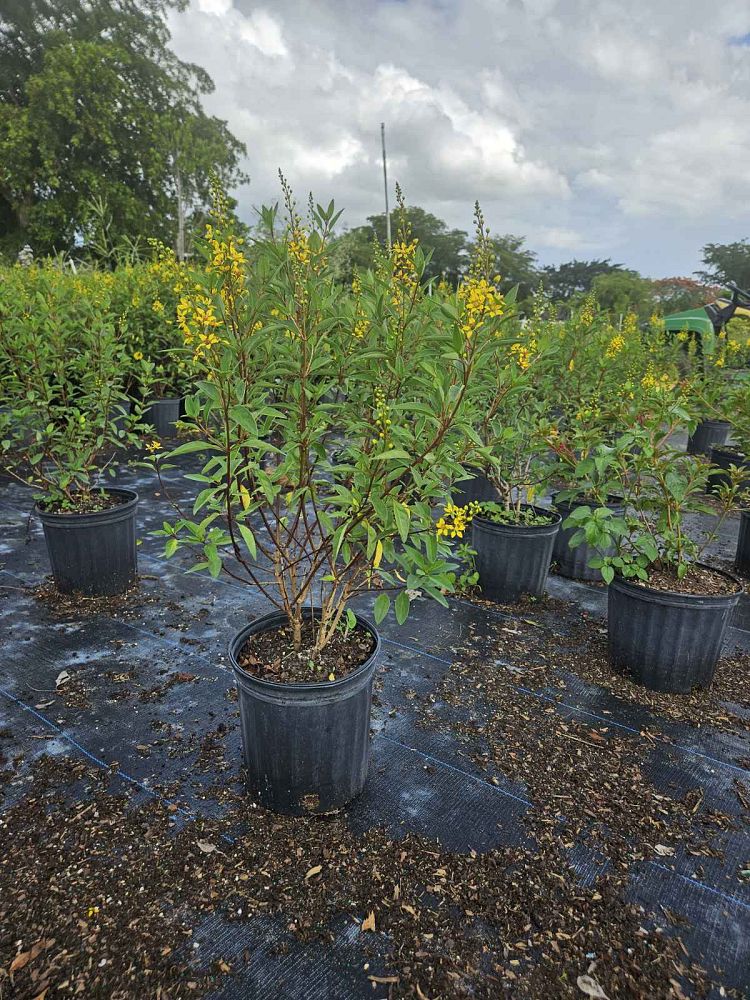 galphimia-glauca-gold-shower-galphimia-gracilis-shower-of-gold-golden-thryallis-thryallis-glauca