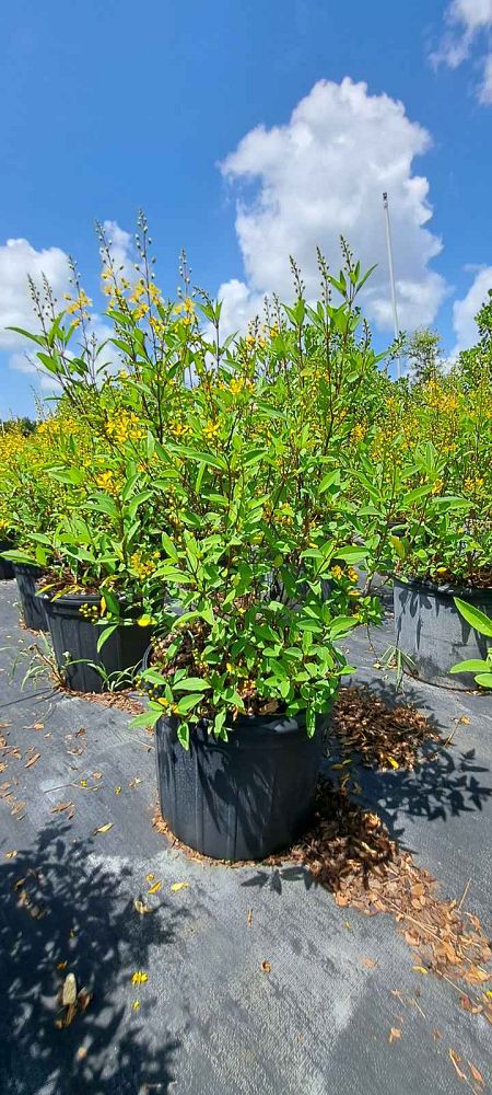 galphimia-glauca-gold-shower-galphimia-gracilis-shower-of-gold-golden-thryallis-thryallis-glauca