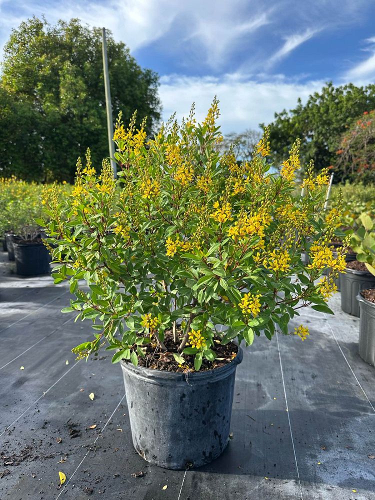 galphimia-glauca-gold-shower-galphimia-gracilis-shower-of-gold-golden-thryallis-thryallis-glauca