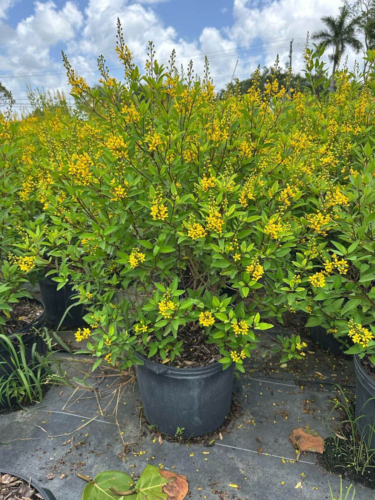galphimia-glauca-gold-shower-galphimia-gracilis-shower-of-gold-golden-thryallis-thryallis-glauca