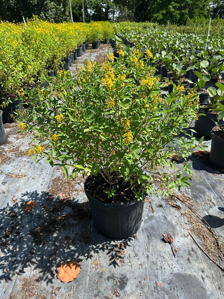 galphimia-glauca-gold-shower-galphimia-gracilis-shower-of-gold-golden-thryallis-thryallis-glauca