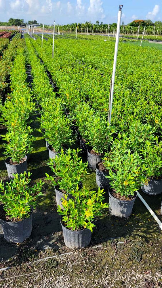 galphimia-glauca-gold-shower-galphimia-gracilis-shower-of-gold-golden-thryallis-thryallis-glauca