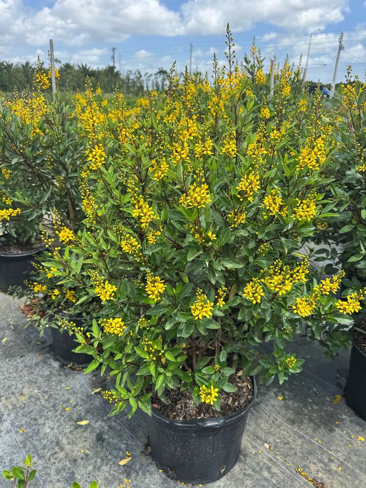 galphimia-glauca-gold-shower-galphimia-gracilis-shower-of-gold-golden-thryallis-thryallis-glauca