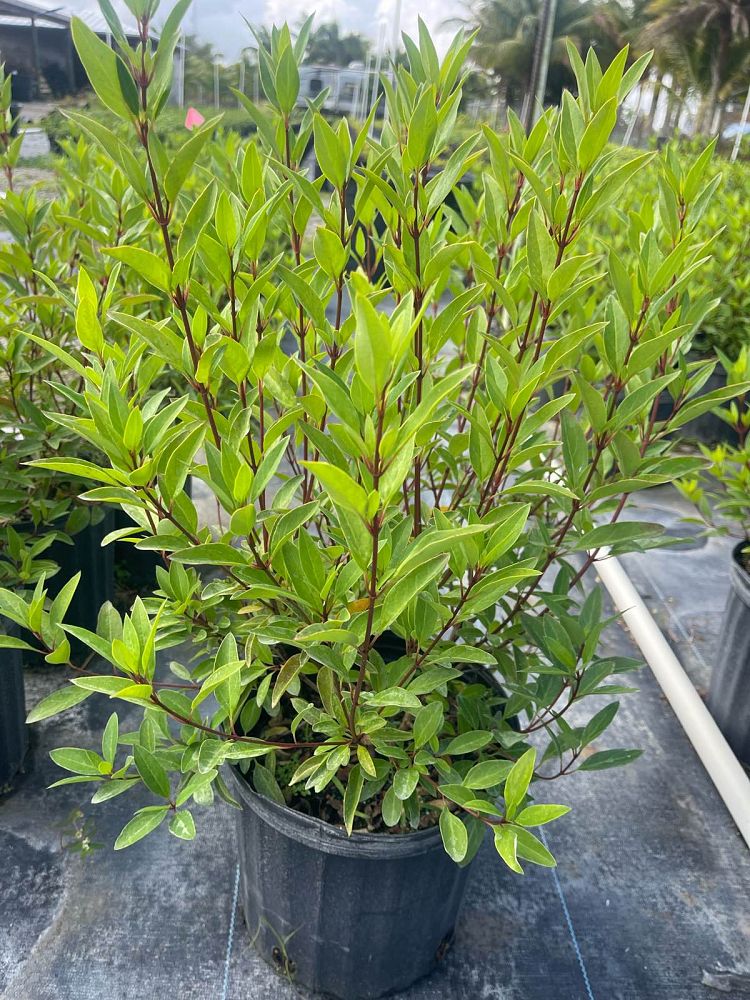 galphimia-glauca-gold-shower-galphimia-gracilis-shower-of-gold-golden-thryallis-thryallis-glauca