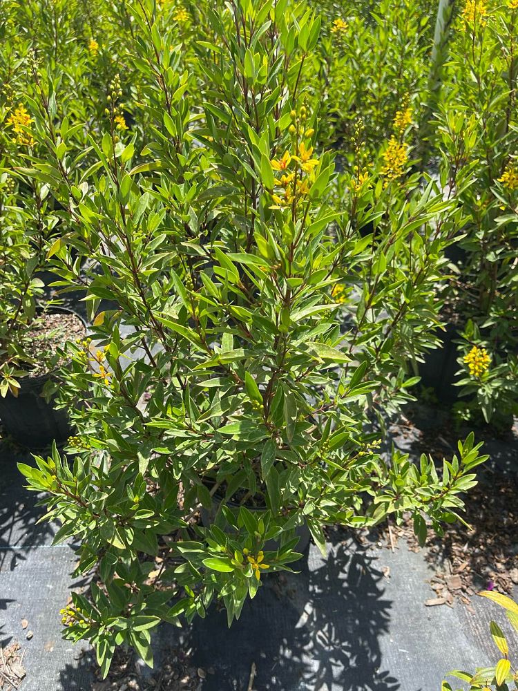 galphimia-glauca-gold-shower-galphimia-gracilis-shower-of-gold-golden-thryallis-thryallis-glauca