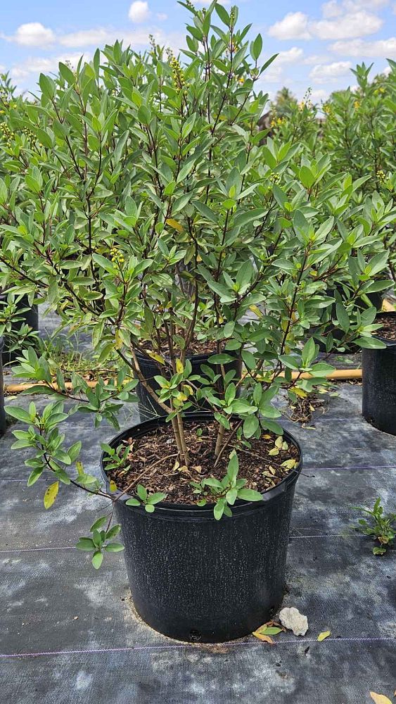 galphimia-glauca-gold-shower-galphimia-gracilis-shower-of-gold-golden-thryallis-thryallis-glauca