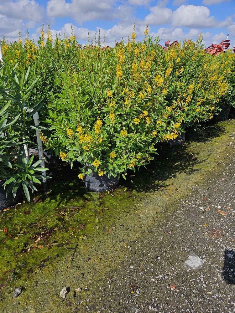 galphimia-glauca-gold-shower-galphimia-gracilis-shower-of-gold-golden-thryallis-thryallis-glauca
