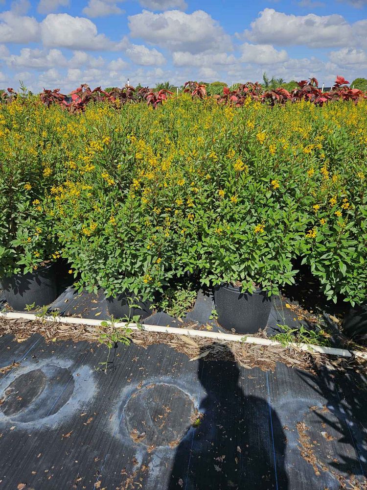 galphimia-glauca-gold-shower-galphimia-gracilis-shower-of-gold-golden-thryallis-thryallis-glauca