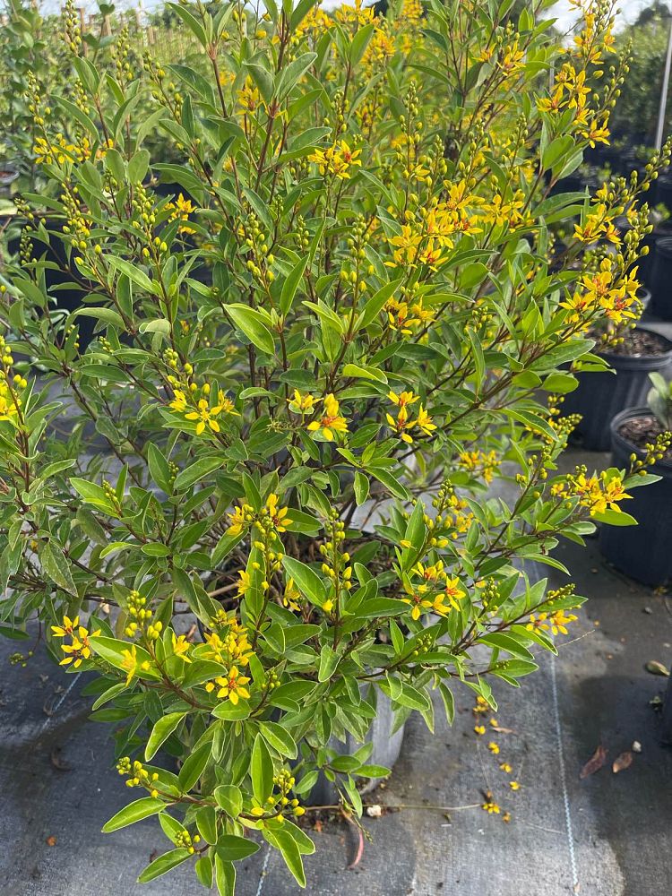 galphimia-glauca-gold-shower-galphimia-gracilis-shower-of-gold-golden-thryallis-thryallis-glauca