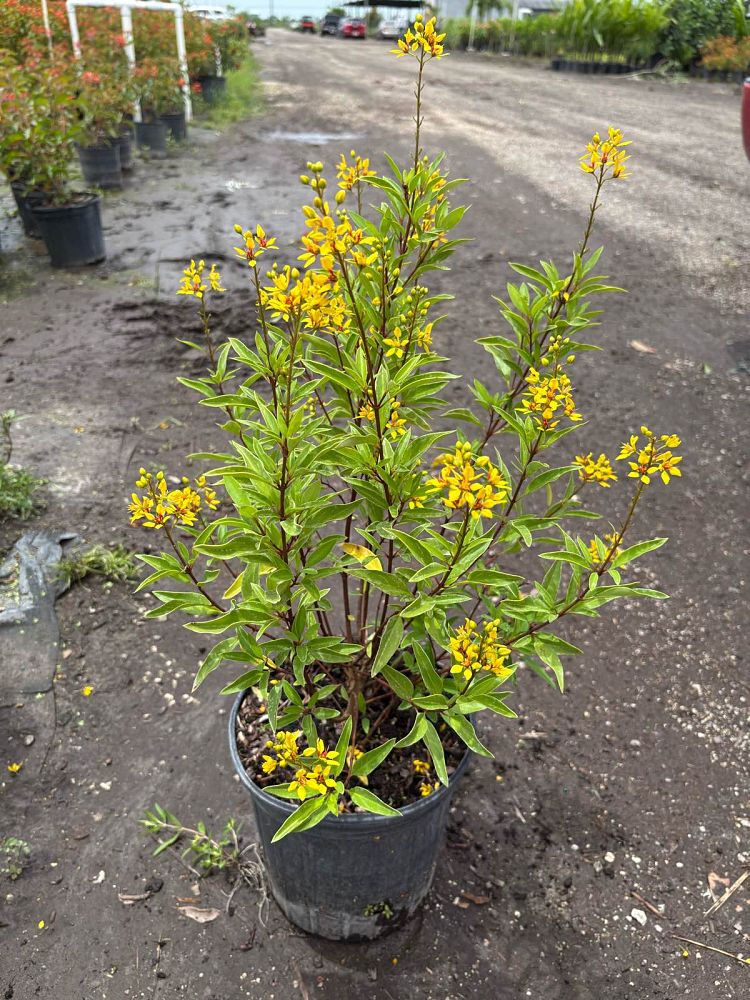 galphimia-glauca-gold-shower-galphimia-gracilis-shower-of-gold-golden-thryallis-thryallis-glauca