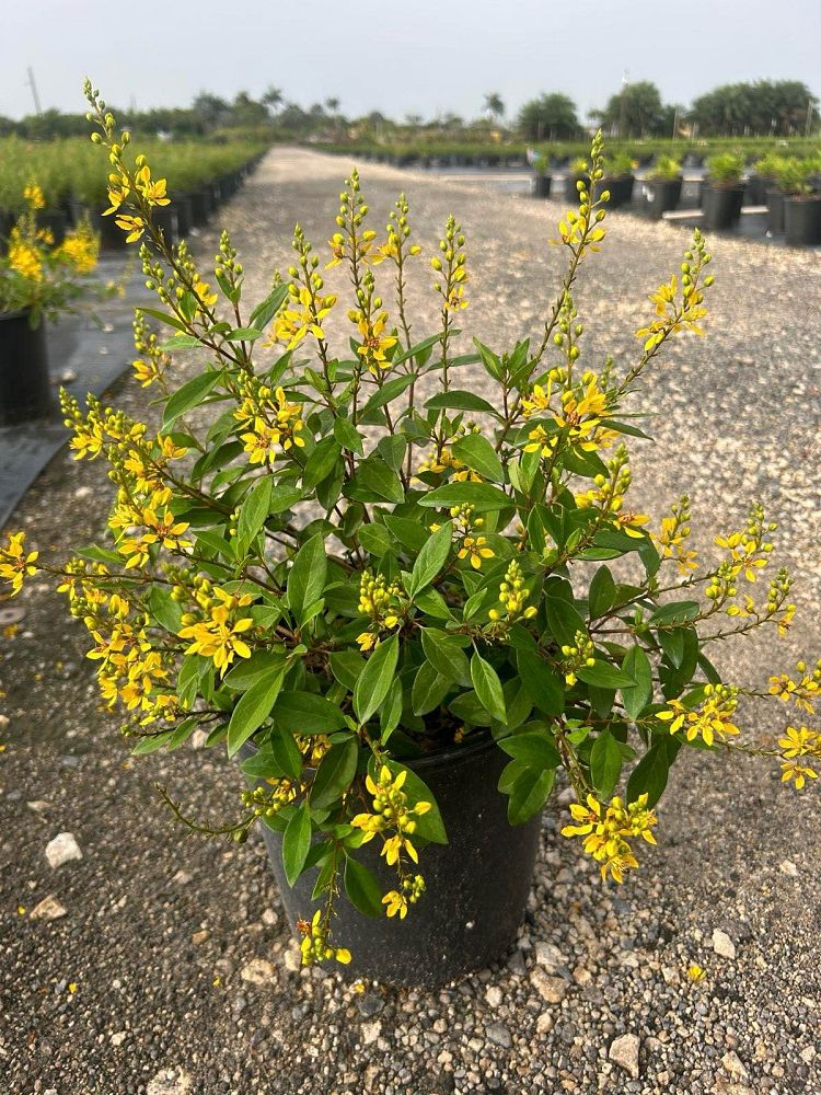 galphimia-glauca-gold-shower-galphimia-gracilis-shower-of-gold-golden-thryallis-thryallis-glauca
