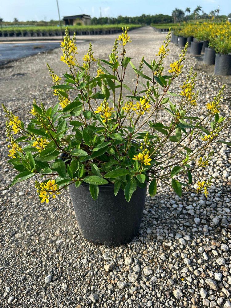 galphimia-glauca-gold-shower-galphimia-gracilis-shower-of-gold-golden-thryallis-thryallis-glauca