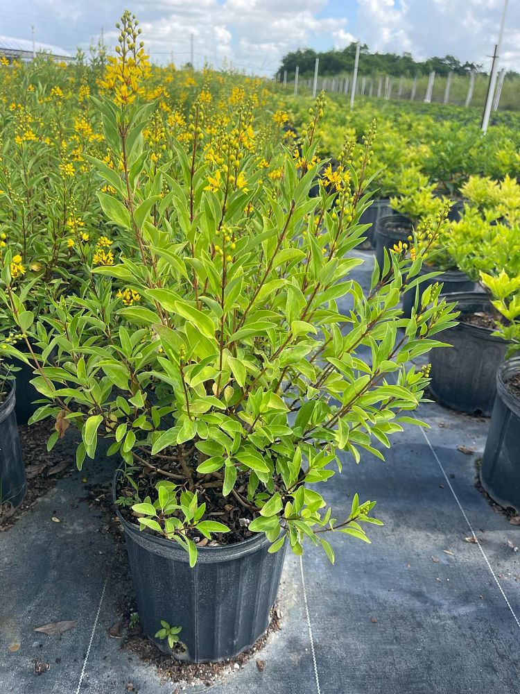 galphimia-glauca-gold-shower-galphimia-gracilis-shower-of-gold-golden-thryallis-thryallis-glauca