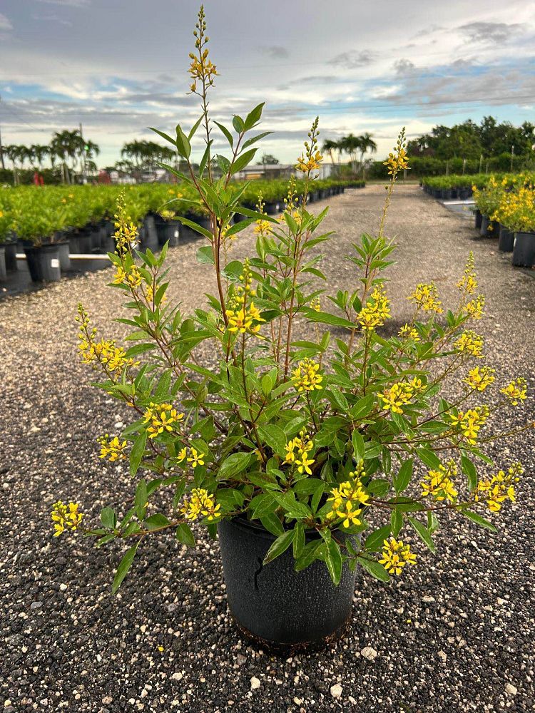 galphimia-glauca-gold-shower-galphimia-gracilis-shower-of-gold-golden-thryallis-thryallis-glauca
