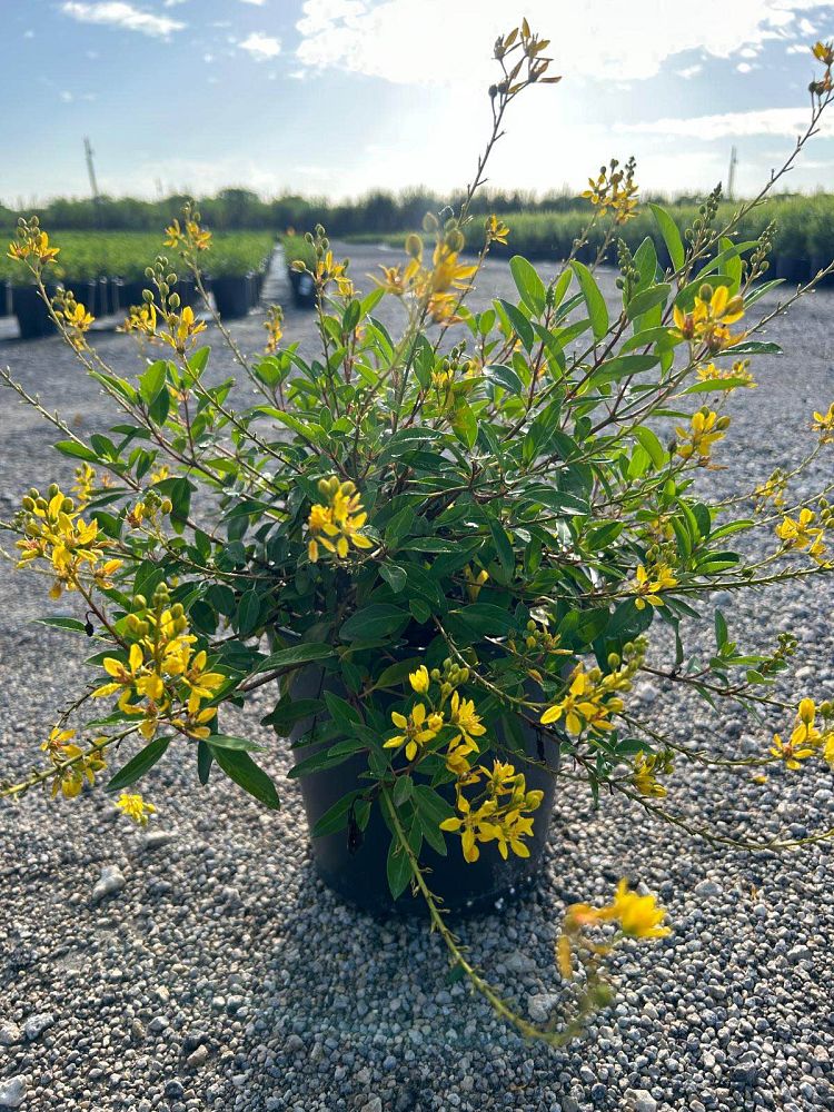 galphimia-glauca-gold-shower-galphimia-gracilis-shower-of-gold-golden-thryallis-thryallis-glauca