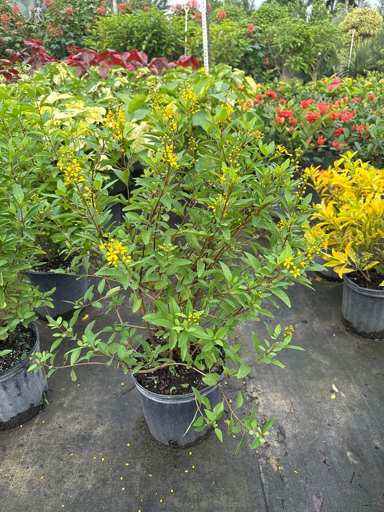 galphimia-glauca-gold-shower-galphimia-gracilis-shower-of-gold-golden-thryallis-thryallis-glauca