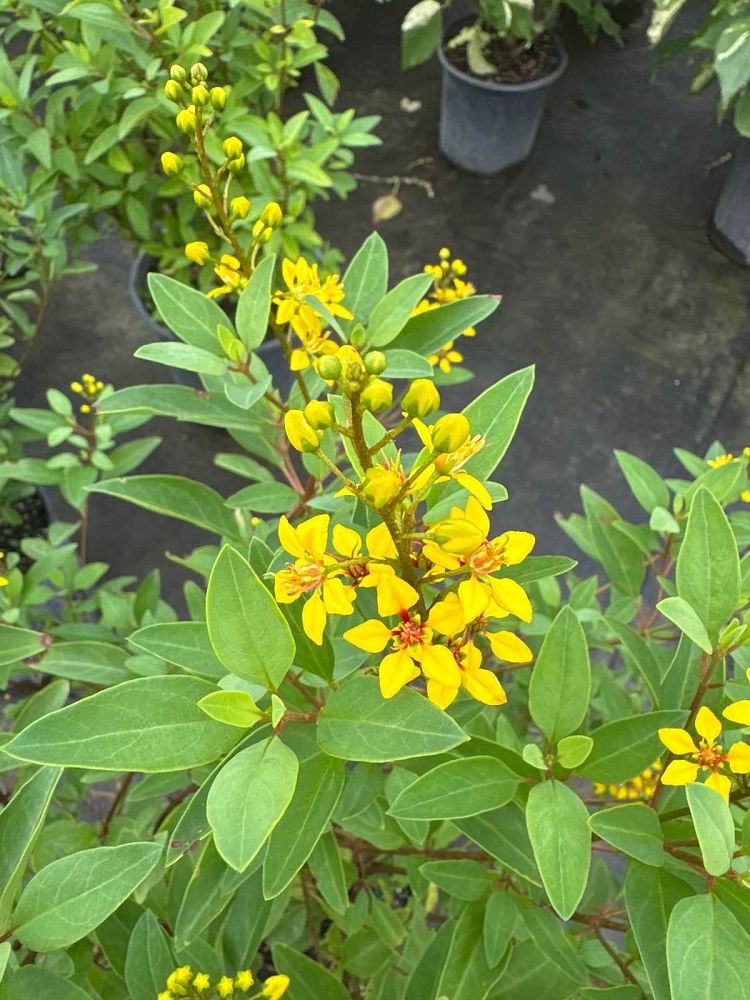 galphimia-glauca-gold-shower-galphimia-gracilis-shower-of-gold-golden-thryallis-thryallis-glauca
