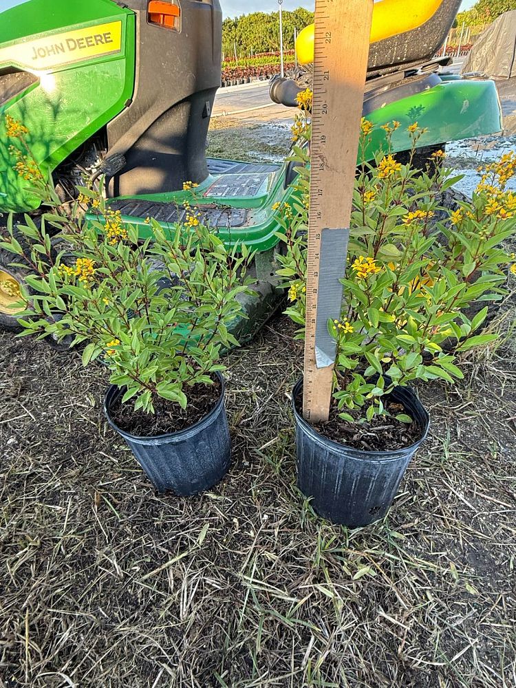 galphimia-glauca-gold-shower-galphimia-gracilis-shower-of-gold-golden-thryallis-thryallis-glauca