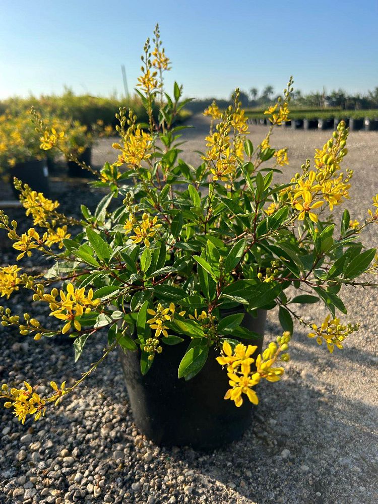 galphimia-glauca-gold-shower-galphimia-gracilis-shower-of-gold-golden-thryallis-thryallis-glauca