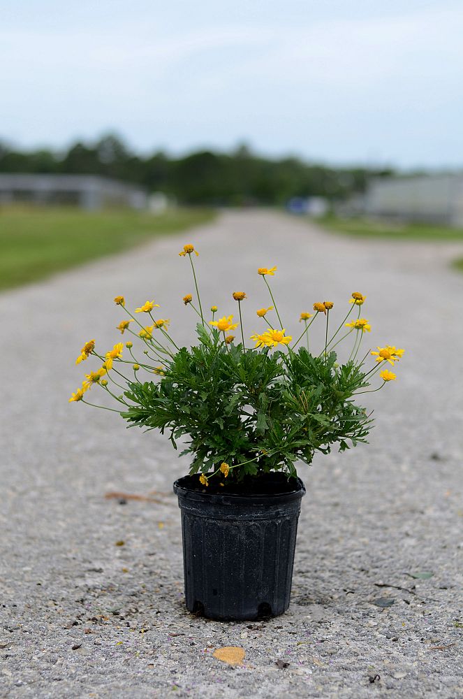gamolepis-chrysanthemoides-california-bush-daisy