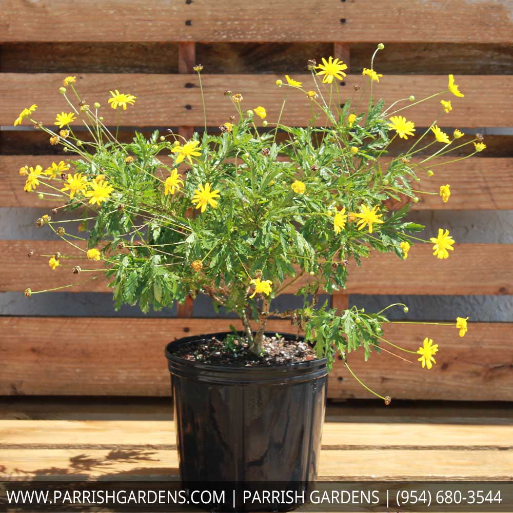 gamolepis-chrysanthemoides-california-bush-daisy