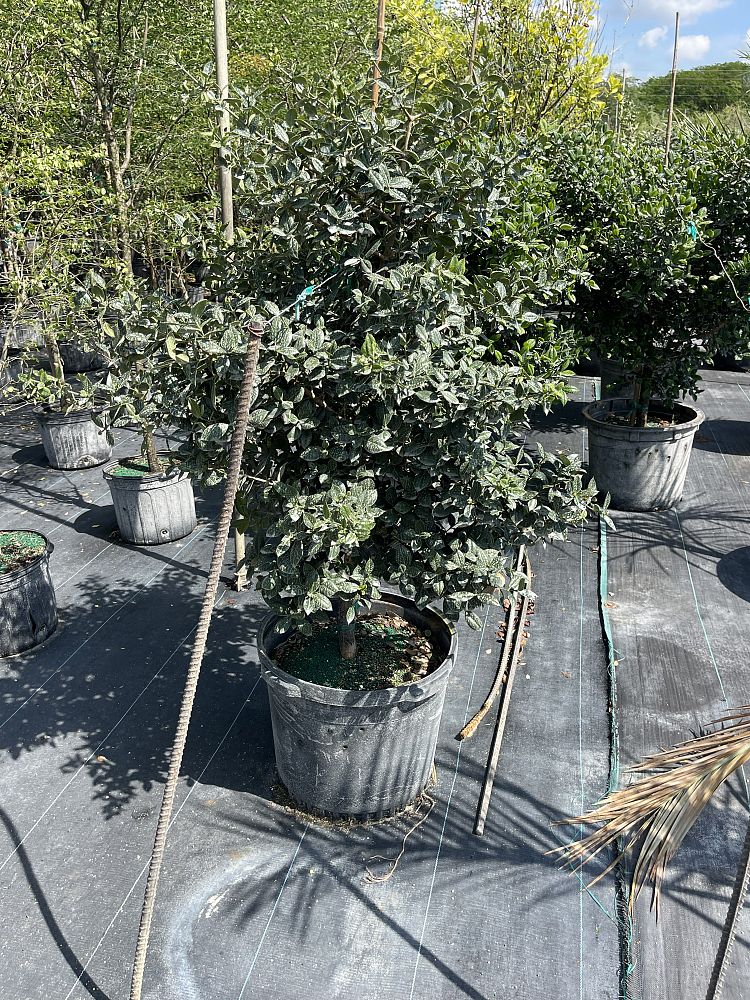 garcinia-aristata