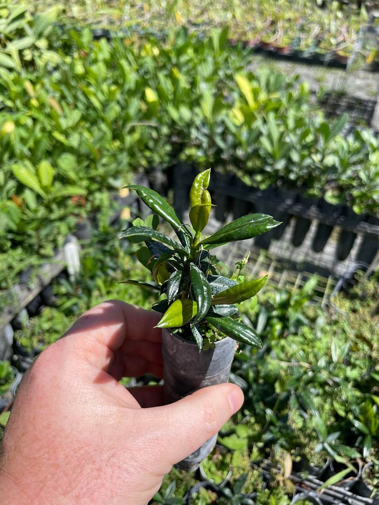 garcinia-aristata