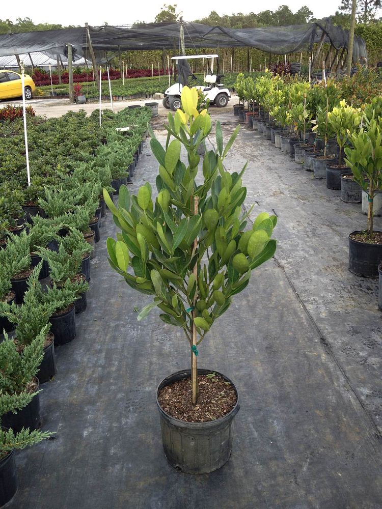 garcinia