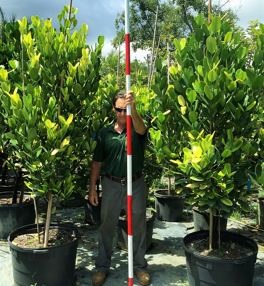 garcinia
