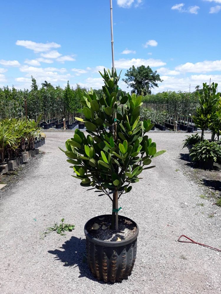 garcinia