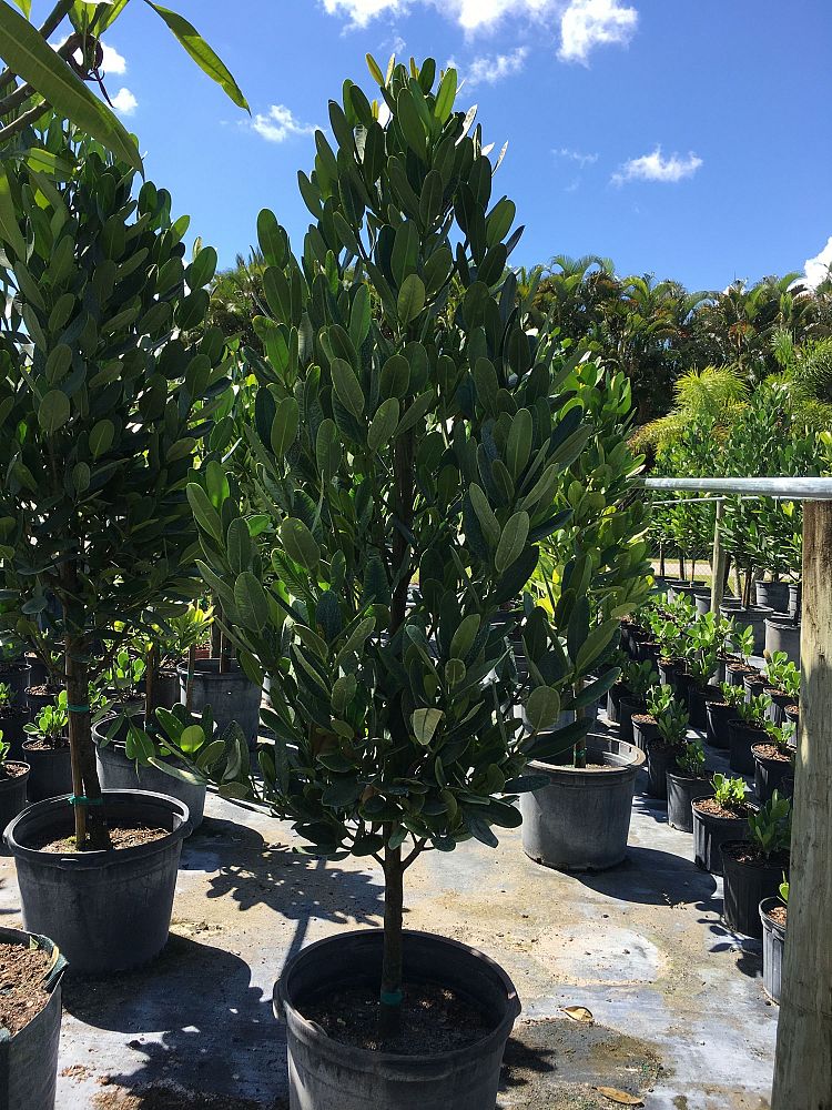 garcinia