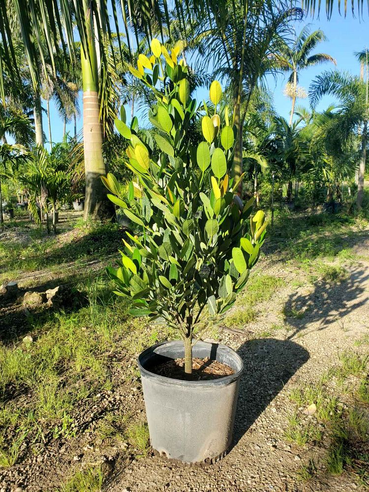 garcinia