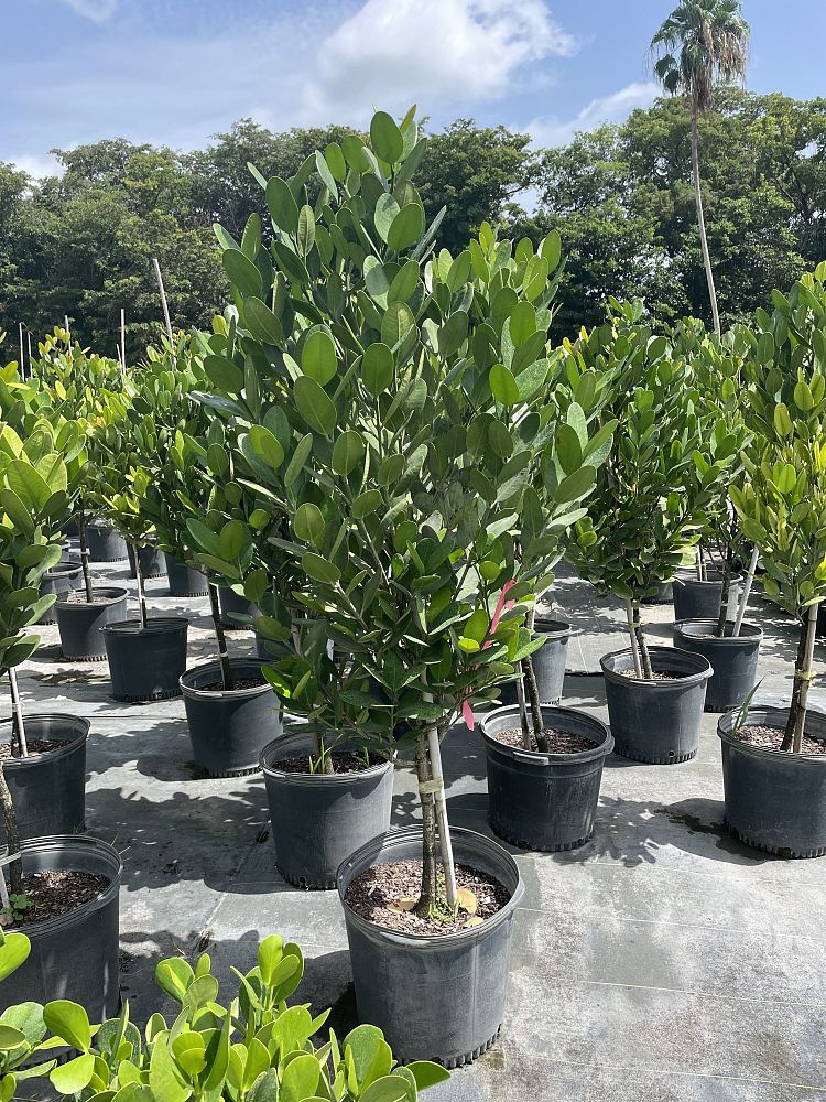 garcinia
