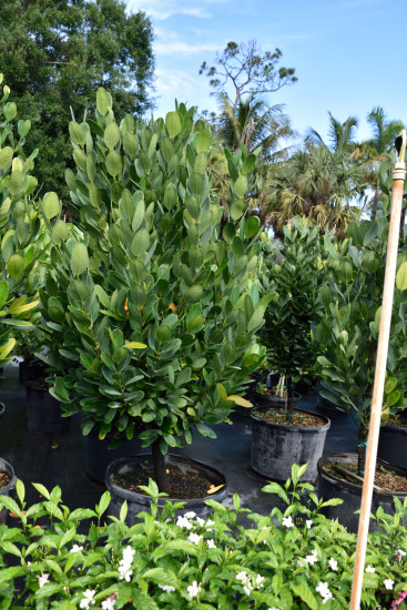 garcinia