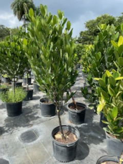 garcinia
