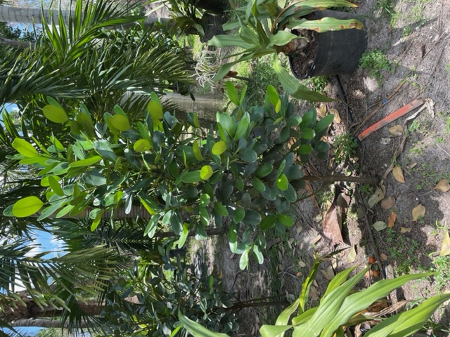 garcinia