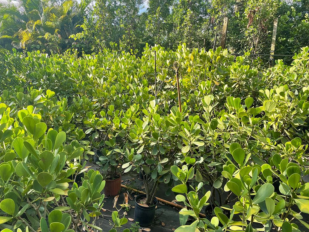 garcinia