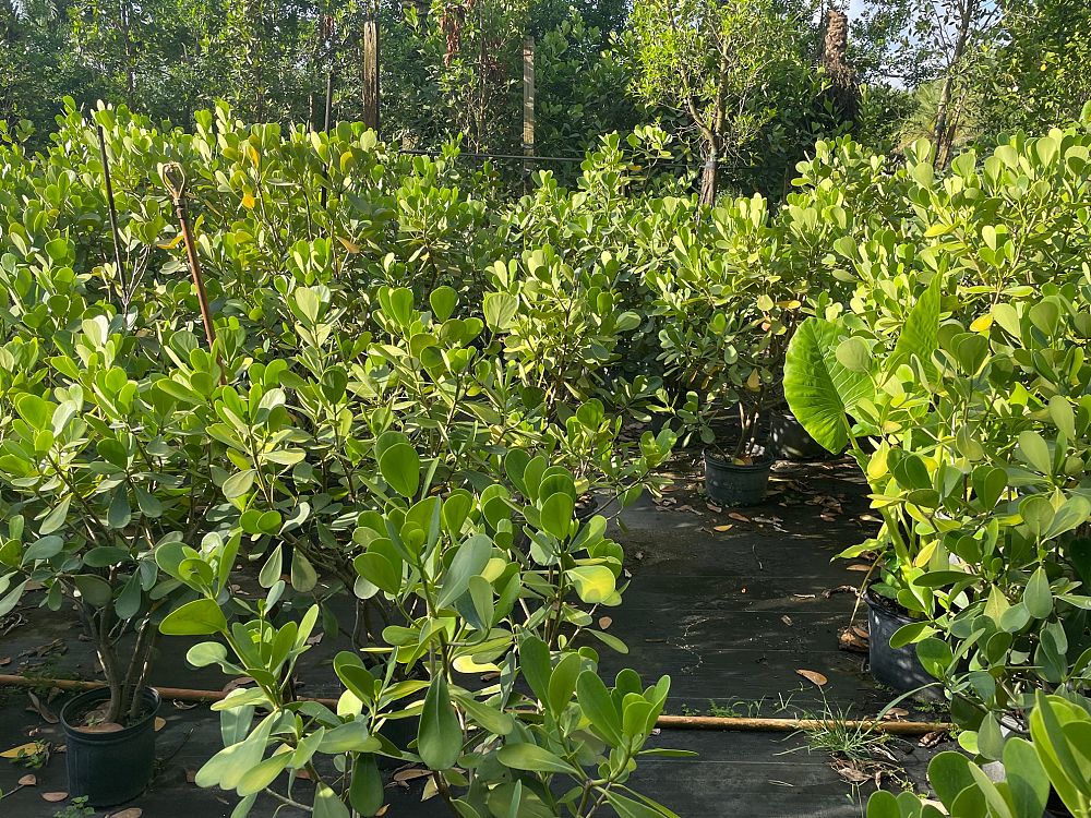 garcinia