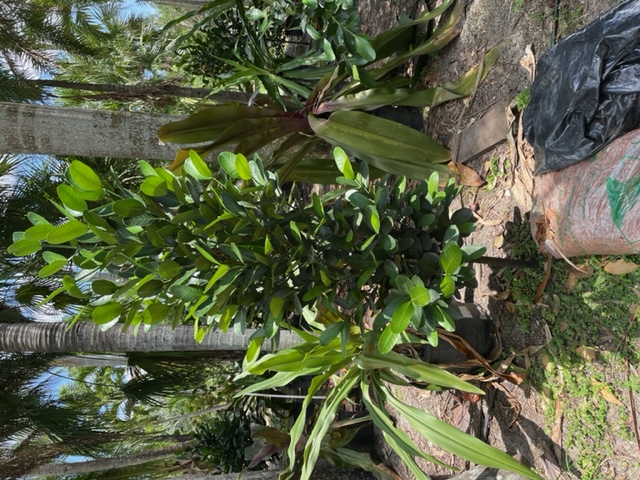 garcinia