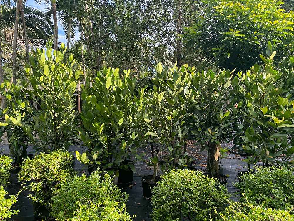 garcinia