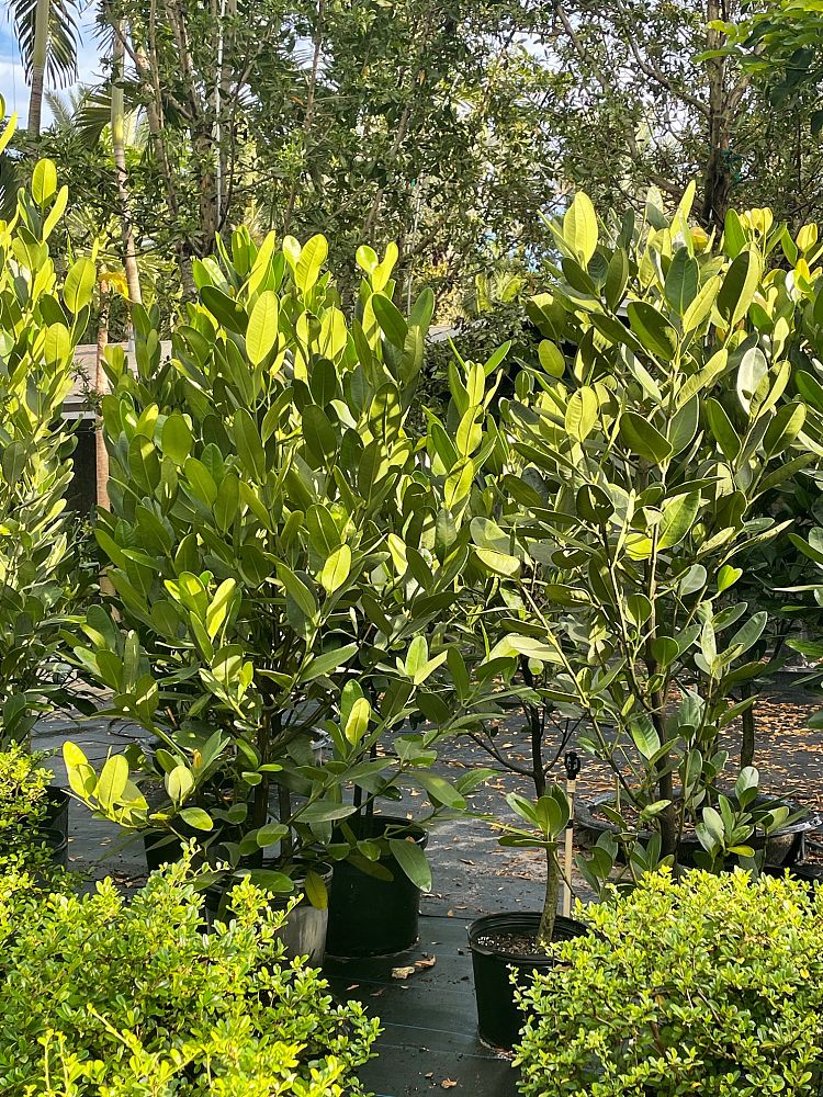 garcinia