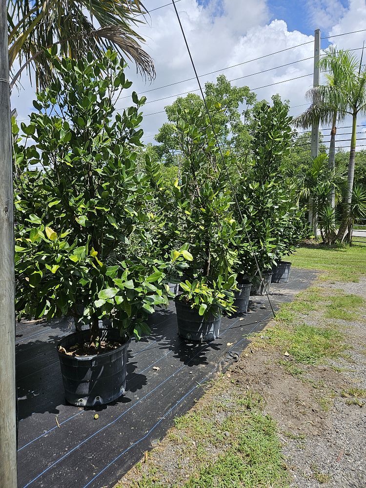 garcinia