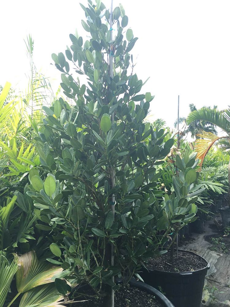 garcinia-spicata-mangosteen-gamboge-tree