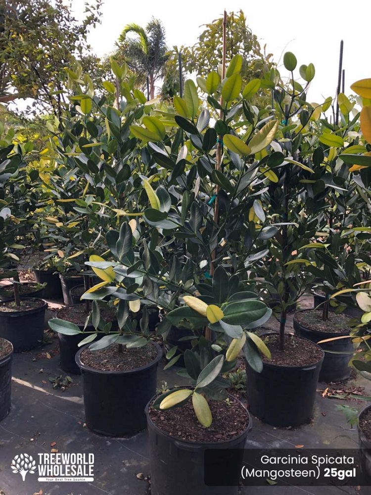 garcinia-spicata-mangosteen-gamboge-tree